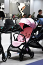 Harrogate Nursery Fair 2026